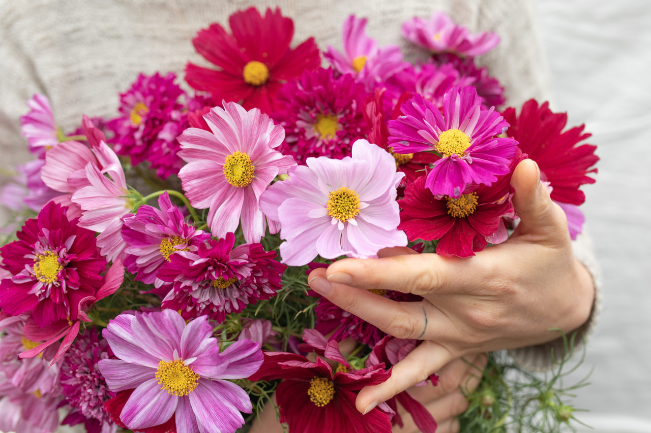 Kosmoskukka Berries Mix, Loukykvět
