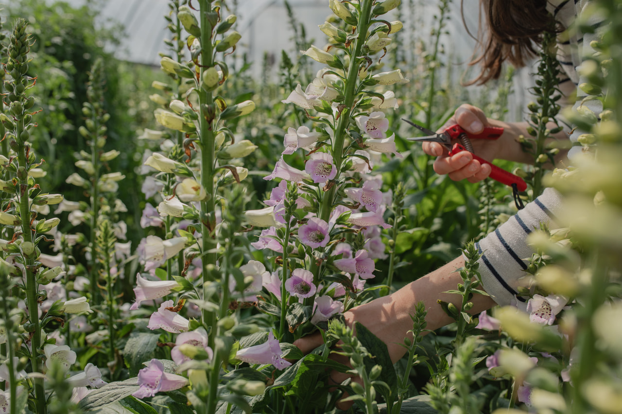 Sormustinkukka Camelot Lavender, Loukykvět