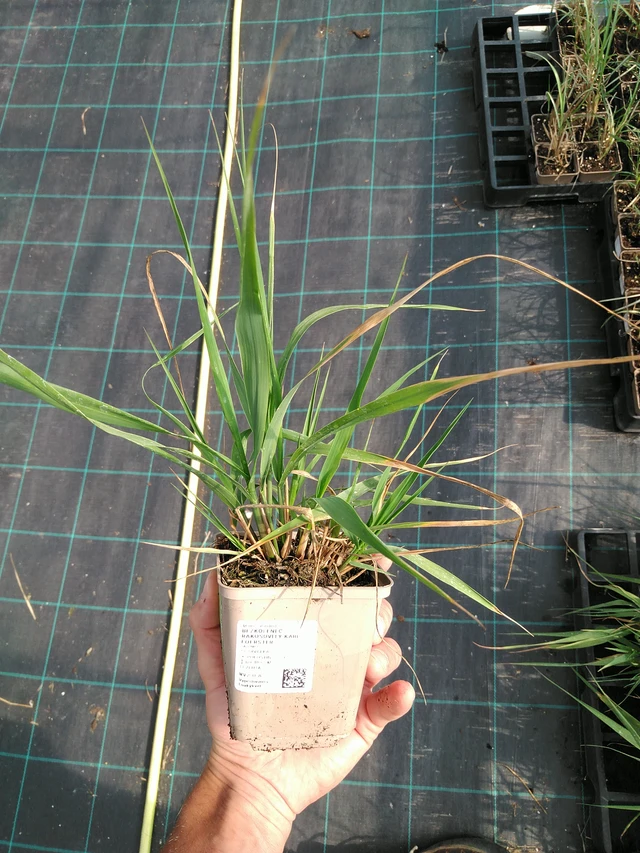 Isosiniheinä Karl Foerster - 24. 6. 2025