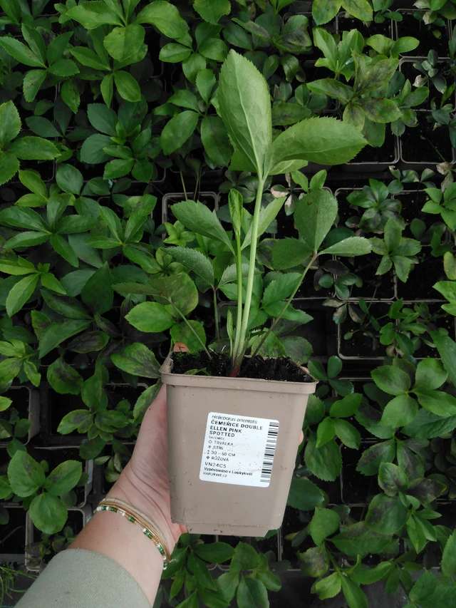 Jouluruusu Double Ellen Pink Spotted - 2024