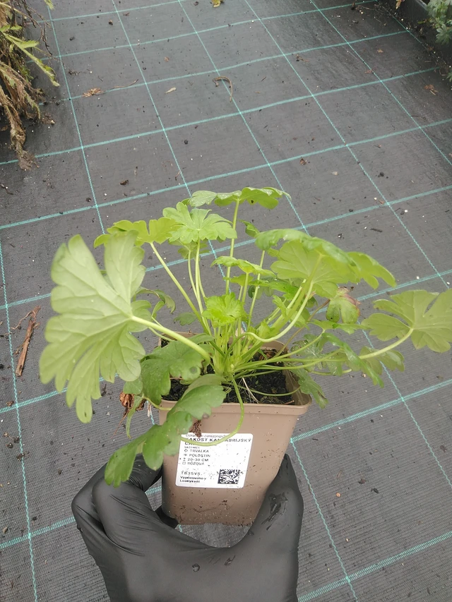 Peittokurjenpolvi Cambridge - 4. 8. 2025