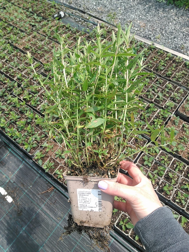 Rantakukka Lady Sackville - 9. 6. 2025