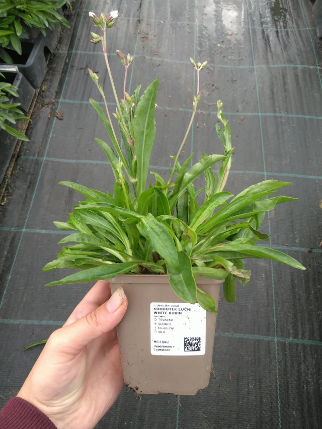 Flor de cuclillo White Robin - 11. 7. 2025