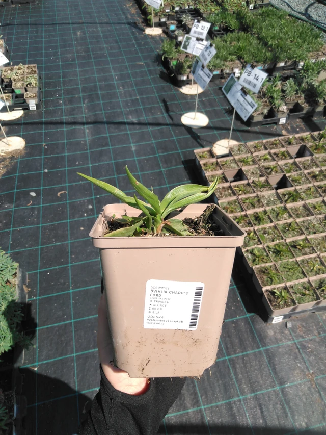 Gaura Chadd's Ford - 13. 5. 2025