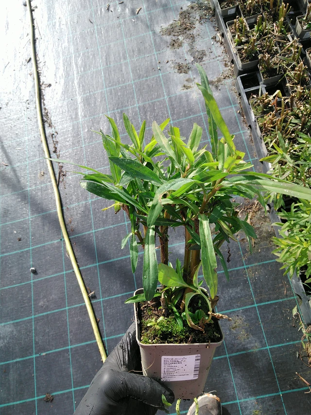 Boltonia decurrens - 31. 10. 2025