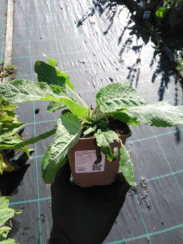 Salvia pratensis Sky Dance - 19. 8. 2025