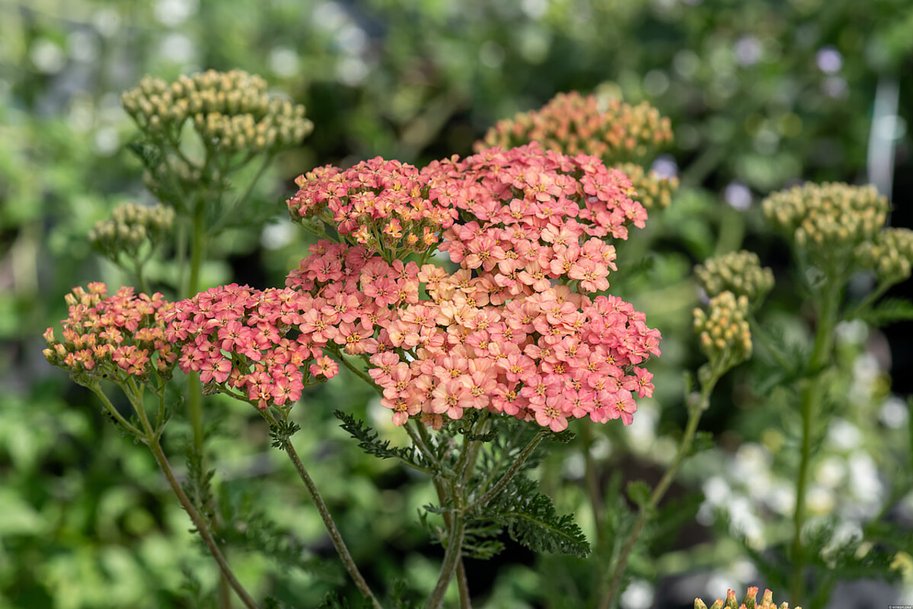 Siankärsämö Lachsschönheit, Loukykvět