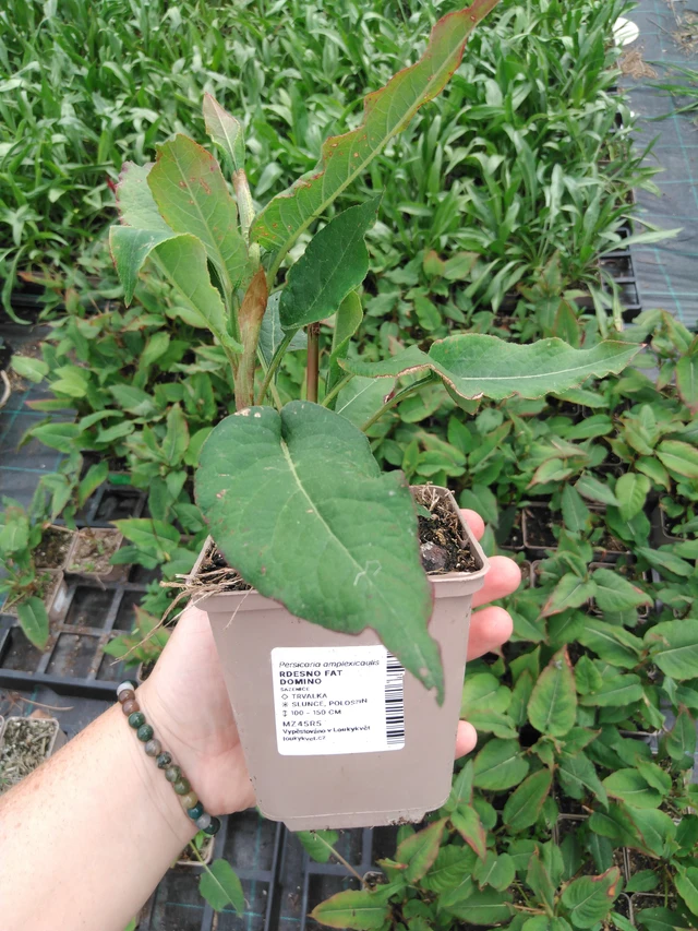 Konnantatar Fat Domino - 2024