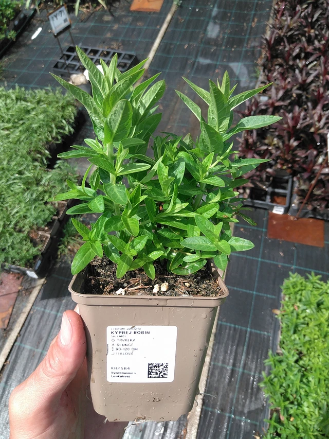 Rantakukka Robin - 27. 6. 2025