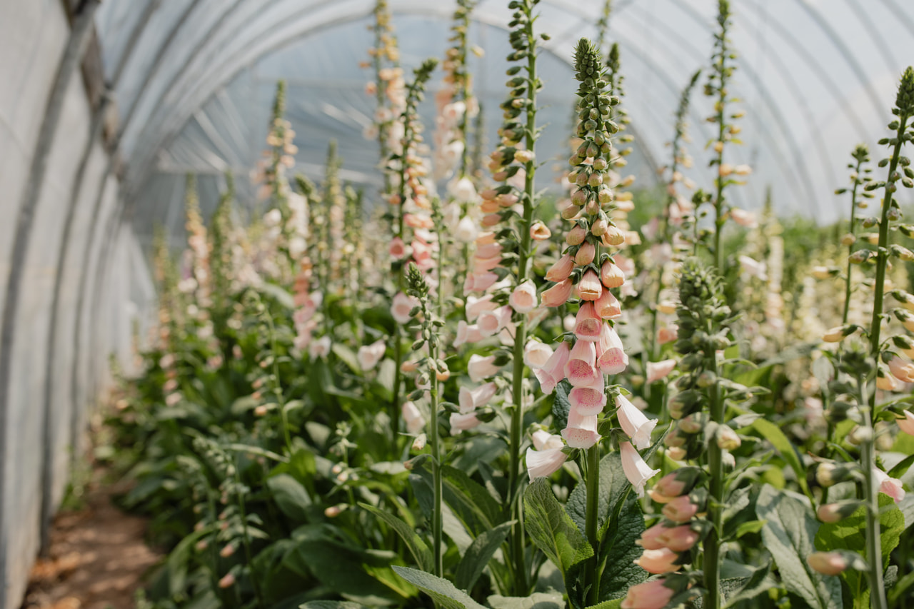 Foxglove Sutton’s Apricot, Loukykvět