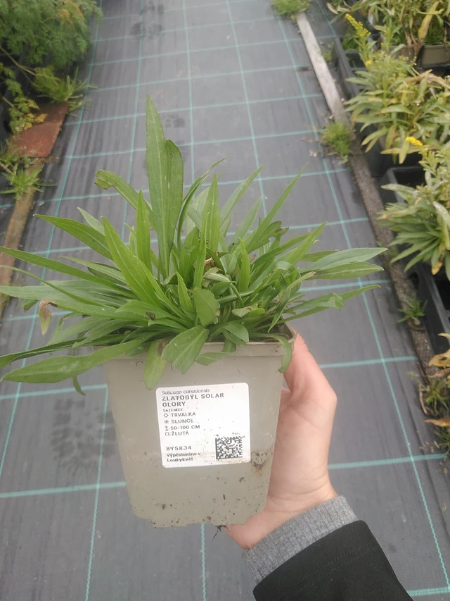 Vara de oro Solar Glory - 10. 10. 2025