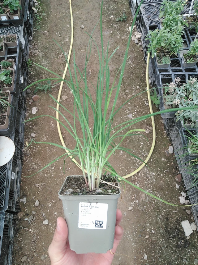 Kiinansipuli - 1. 8. 2025