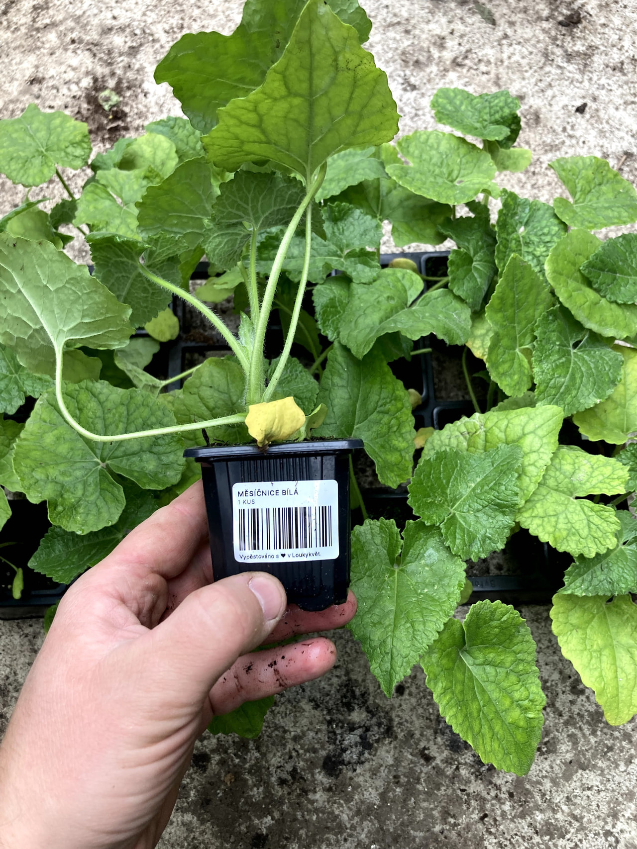 Kesäkuuruoho valkoinen, Loukykvět