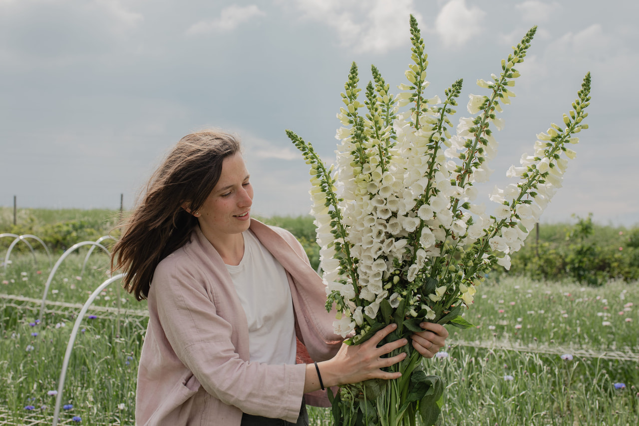 Dedalera Camelot White, Loukykvět