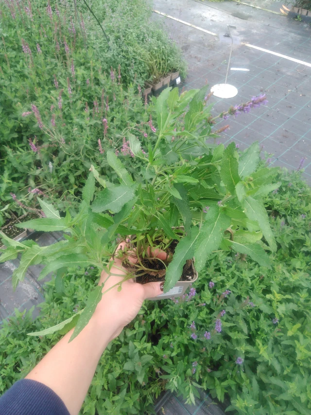 Salvia nemorosa Blauhügel - 2024