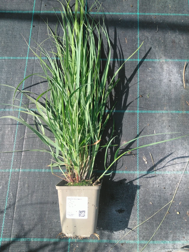 Lännenhirssi - 11. 7. 2025