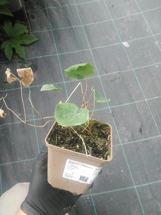 Epimedium Yenomoto - 10. 9. 2025