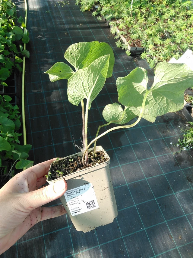 Brunnera macrophylla - 19. 8. 2025