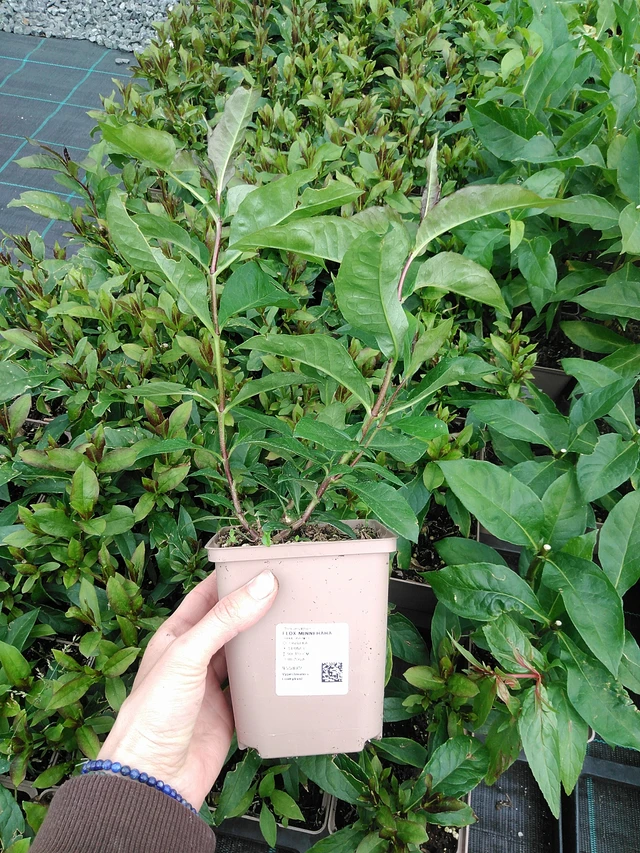 Leimu Minnehaha - 9. 6. 2025