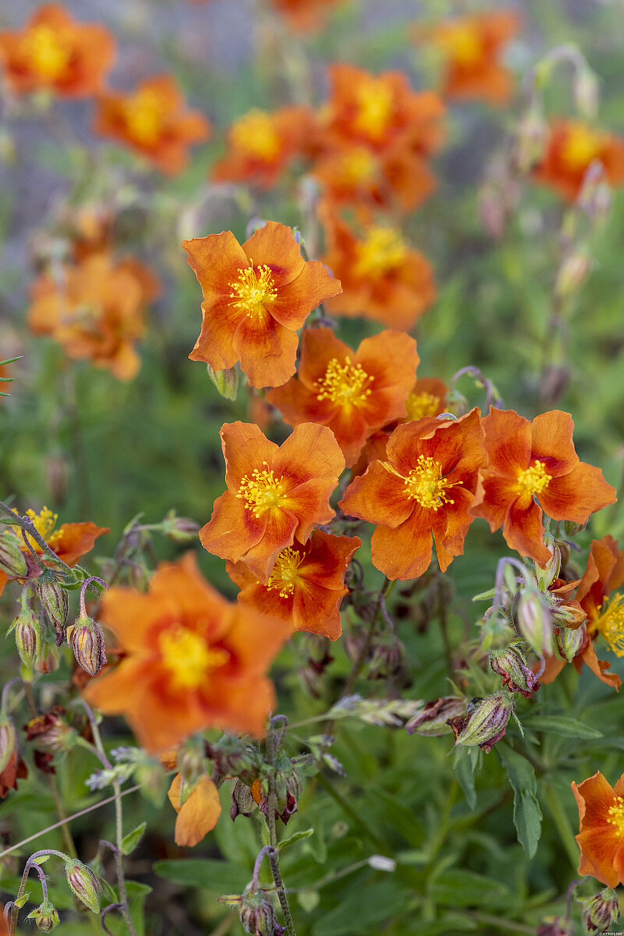 Päivännouto Bronzeteppich, Loukykvět