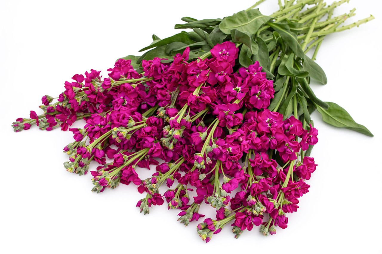 Stock Katz Crimson, Loukykvět