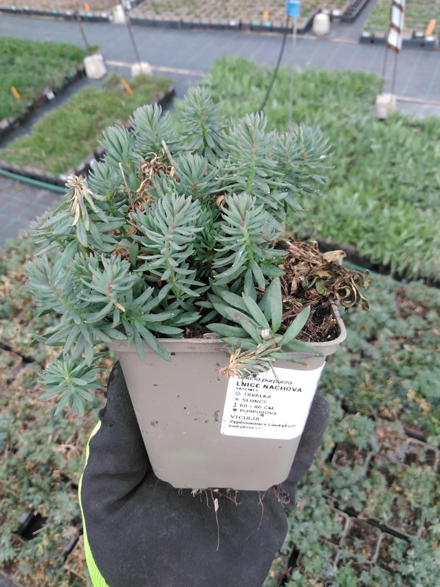 Linaria purpurea - 8. 4. 2025