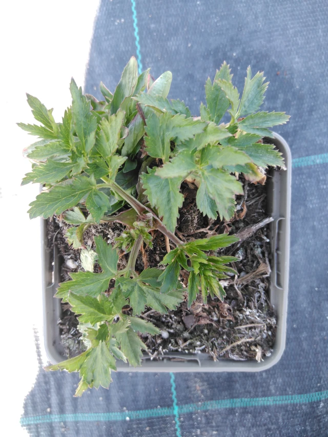 Pukinjuuri Rosea - 3. 4. 2025