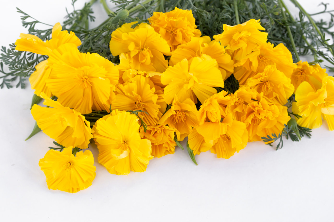 California Poppy Gold Swirl, Loukykvět