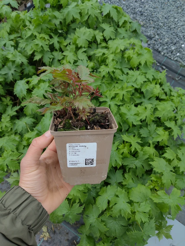 Astilbe Fanal - 13. 5. 2026