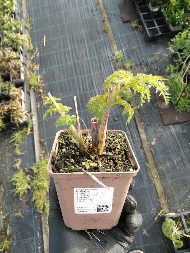 Suoputki - 31. 10. 2025