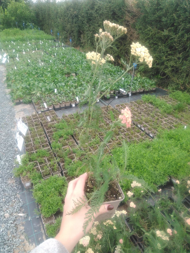 Siankärsämö Lachsschönheit - 2024