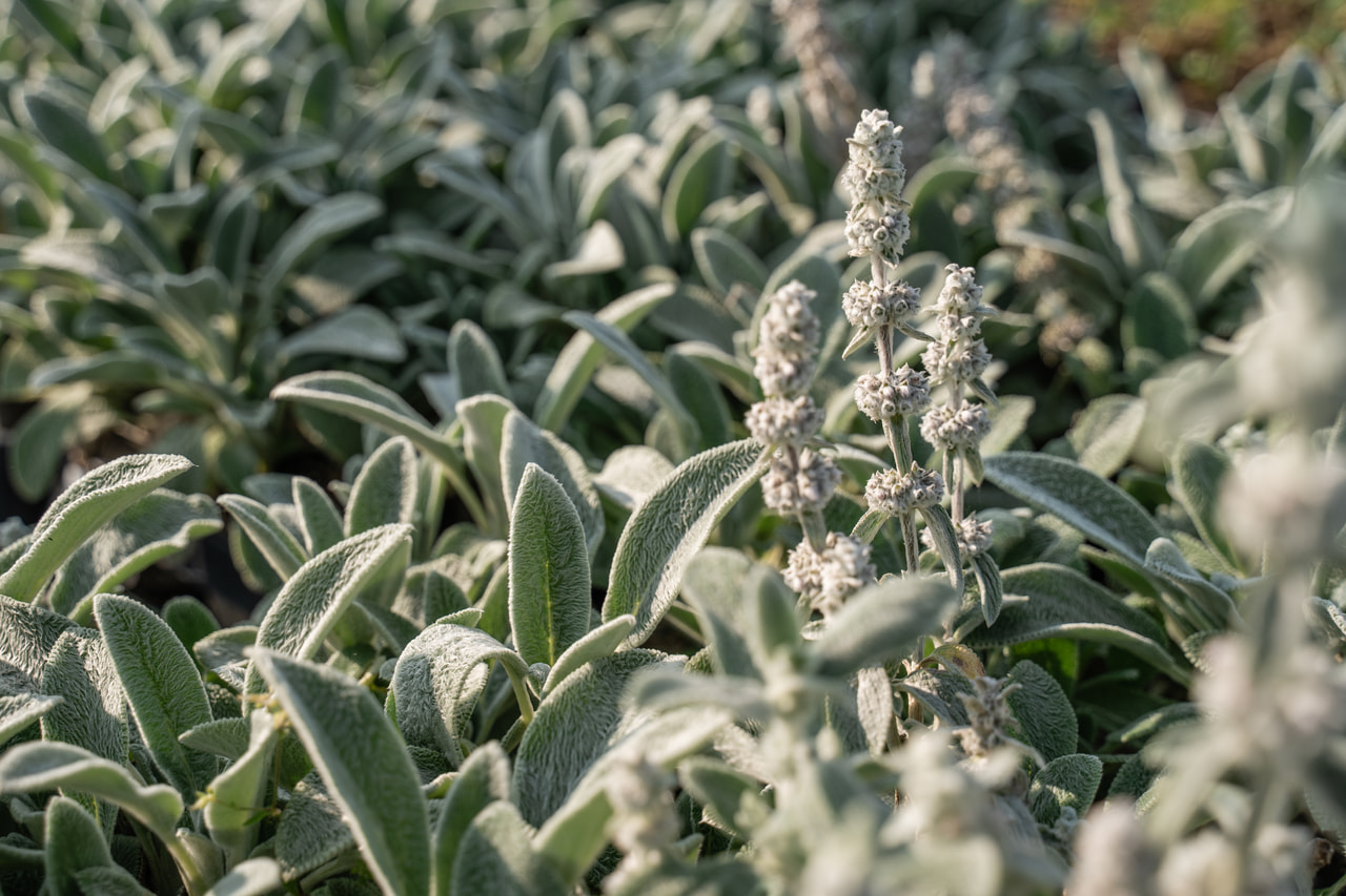 Nukkapähkämö Silver Carpet, Loukykvět