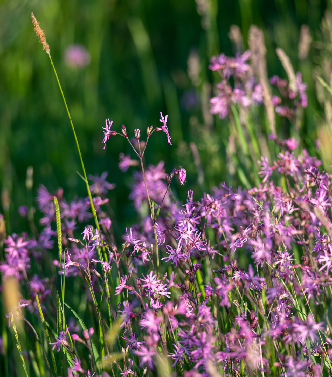 Käenkukka, Loukykvět