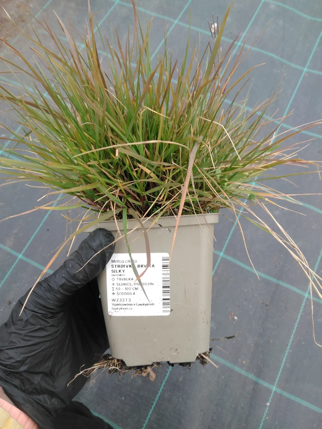 Tähkähelmikkä Silky - 1. 4. 2026