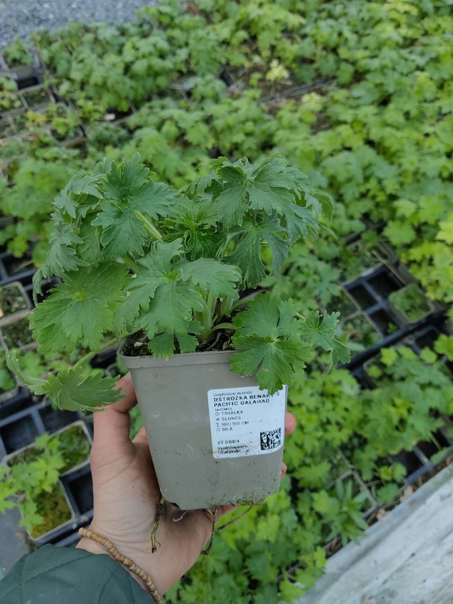 Ritarinkannus Benary’s Pacific Galahad - 21. 4. 2026