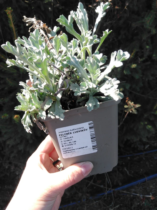 Artemisia ludoviciana - 3. 4. 2025