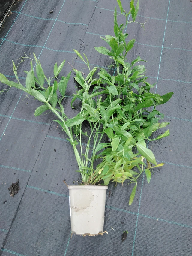 Tuoksuherne Pink Pearl - 29. 7. 2025