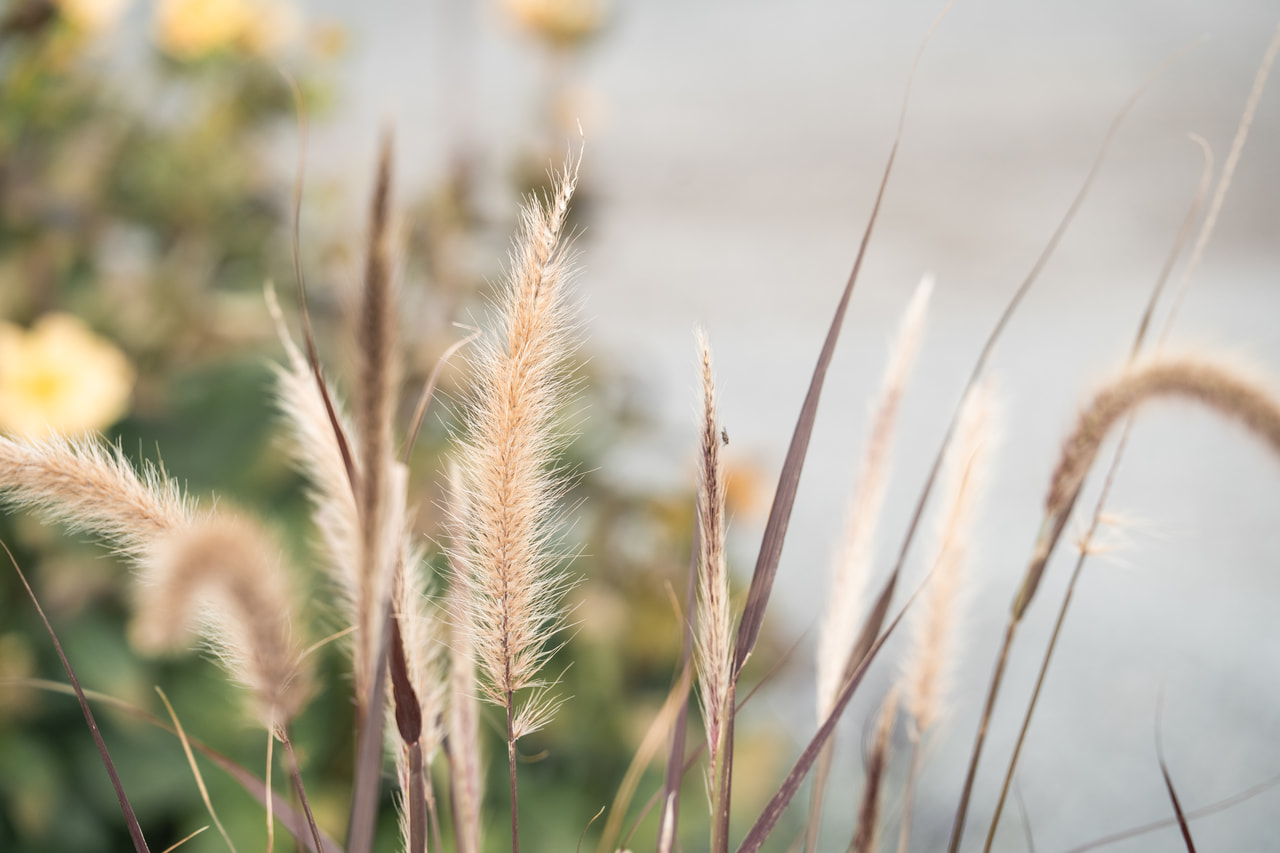 Helmihirssi Rubens, Loukykvět