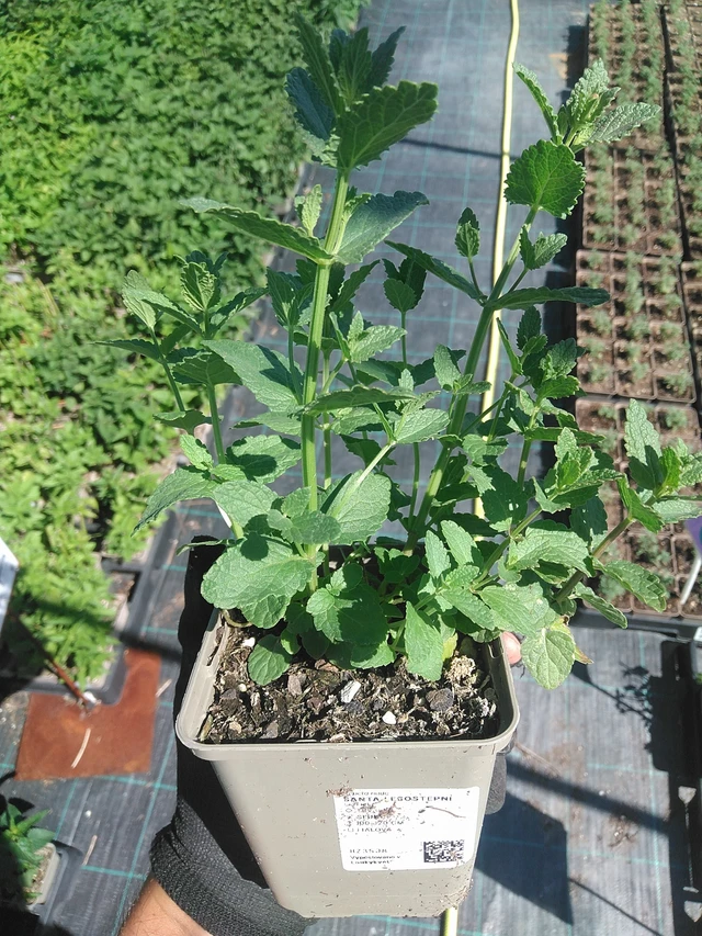 Steppe Catmint - 1. 7. 2025