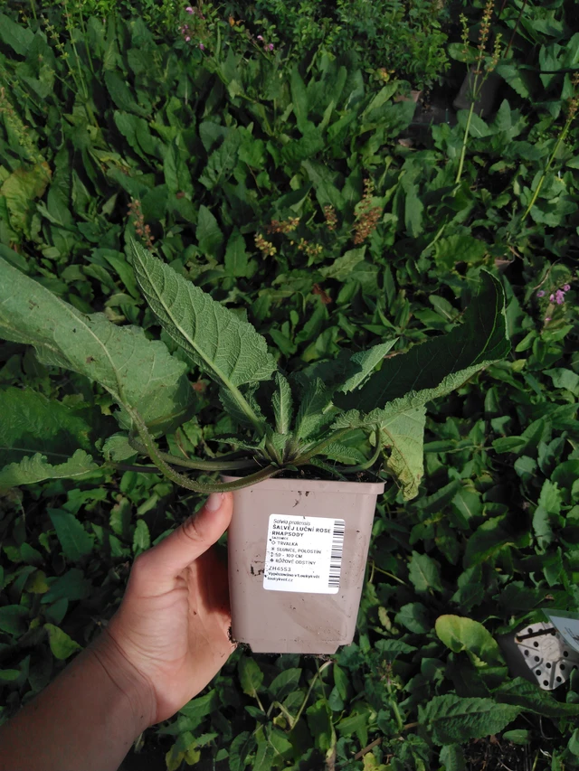 Salvia pratensis Rose Rhapsody - 2024