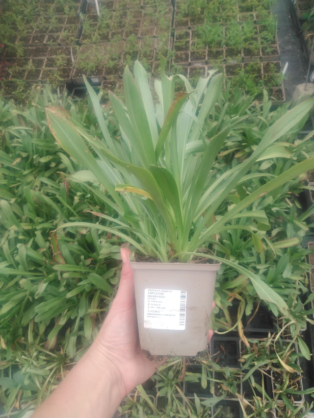 Komeahohdekukka - 2024