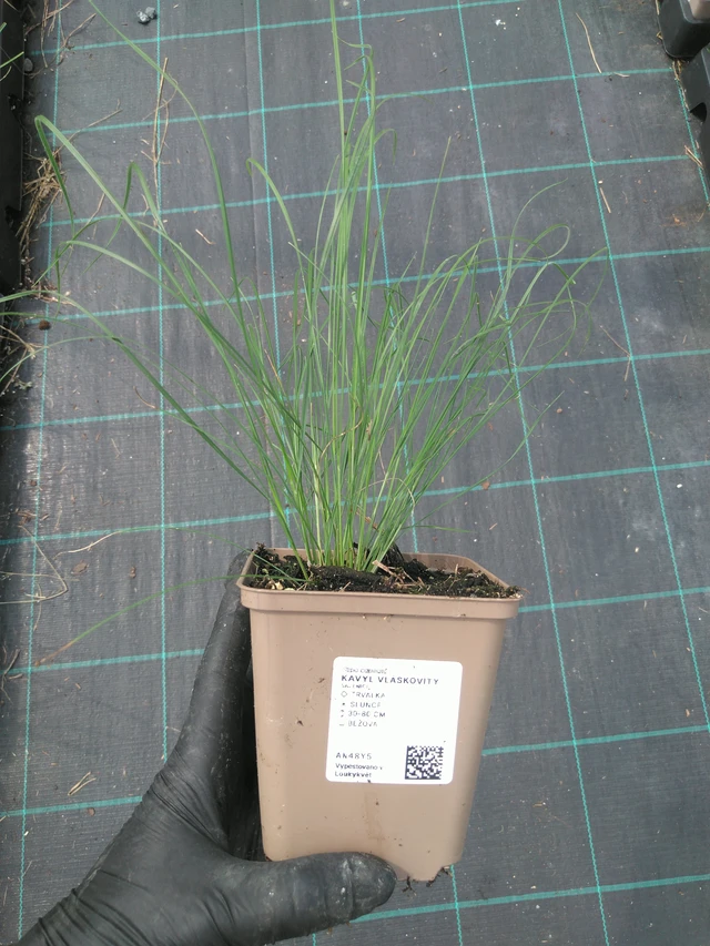 Hiushöyhenheinä - 10. 7. 2025