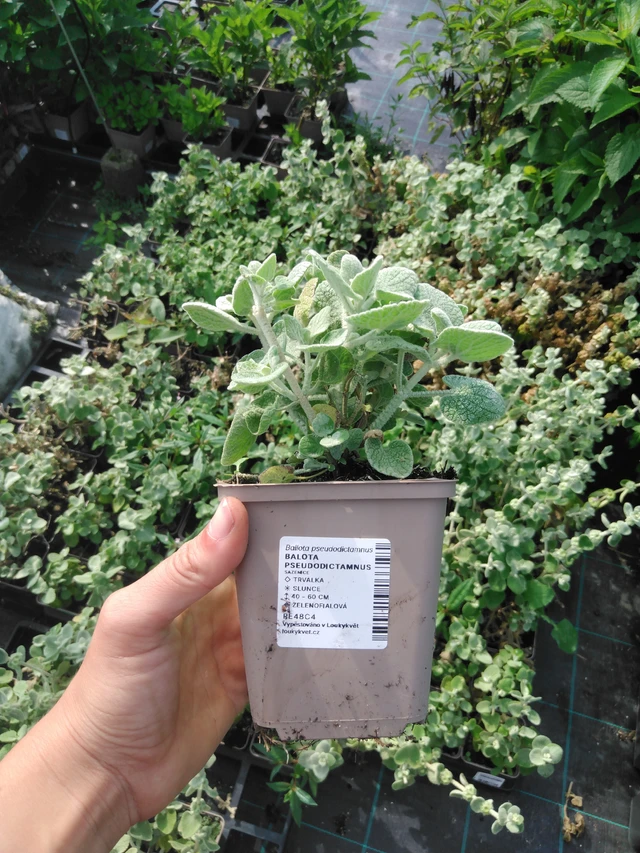 Vale-erakonyrtti - 2024