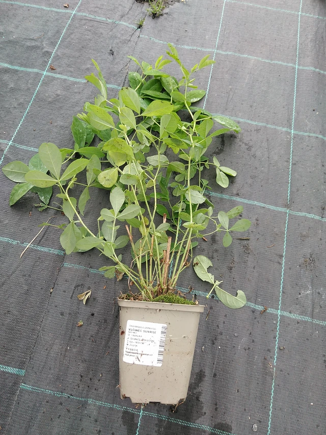 Revonpapu Sunrise - 29. 7. 2025