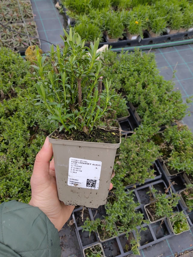 Hisopo Albus - 21. 4. 2026