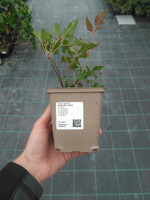 Astilbe Erika - 3. 6. 2026