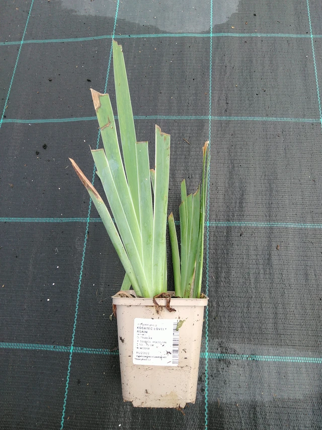 Kurjenmiekka Lovely Again - 28. 7. 2025