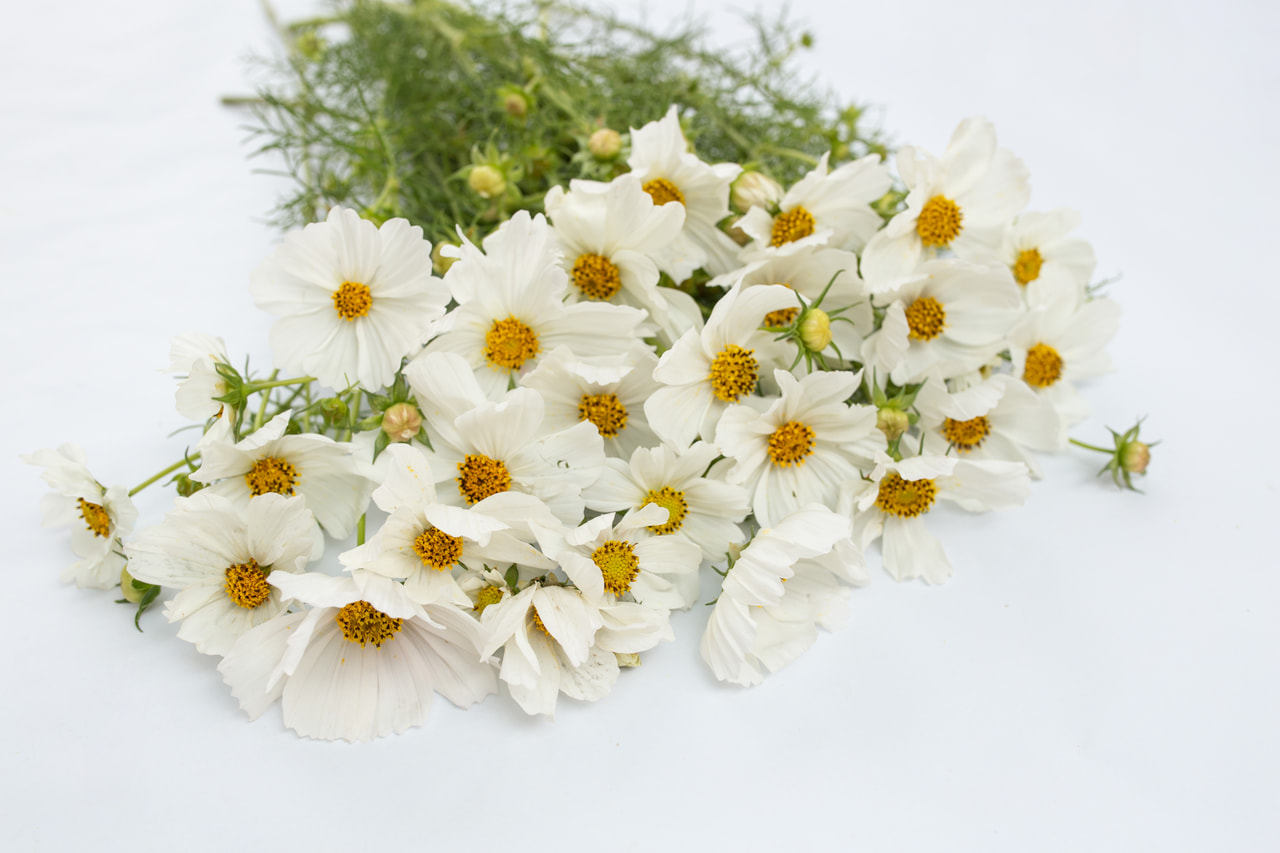 Cosmos Sensation Purity, Loukykvět