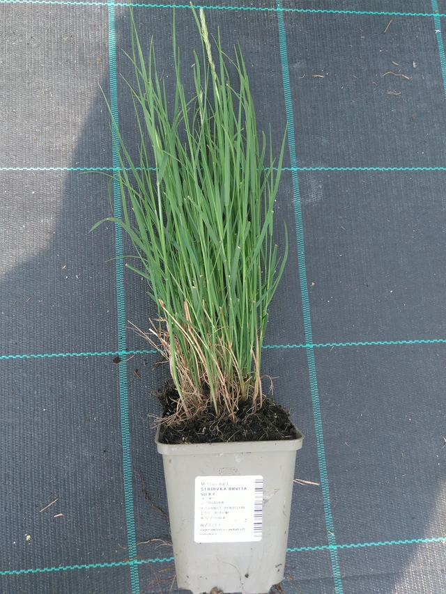 Tähkähelmikkä Silky - 10. 7. 2025