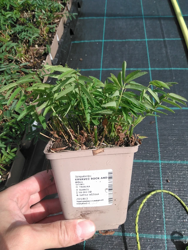 Luppio Rock and Roll - 24. 6. 2025